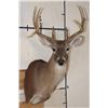 Image 1 : 12-Point WHITETAIL DEER Shoulder Mount