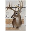 Image 2 : 12-Point WHITETAIL DEER Shoulder Mount