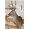 Image 3 : 12-Point WHITETAIL DEER Shoulder Mount