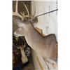 Image 4 : 12-Point WHITETAIL DEER Shoulder Mount