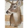 Image 5 : 12-Point WHITETAIL DEER Shoulder Mount