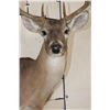 Image 6 : 12-Point WHITETAIL DEER Shoulder Mount
