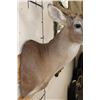 Image 7 : 12-Point WHITETAIL DEER Shoulder Mount