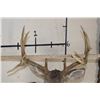 Image 8 : 12-Point WHITETAIL DEER Shoulder Mount