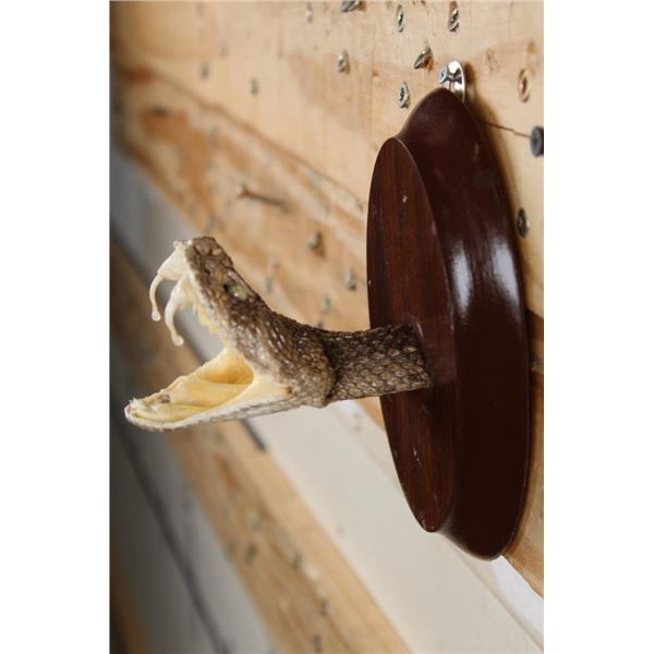 BIG Mounted Western Diamondback RATTLESNAKE Head with 3 Fangs!