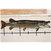 Image 1 : "Real Skin" NORTHERN PIKE Fish Mount