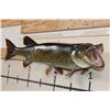 Image 2 : "Real Skin" NORTHERN PIKE Fish Mount