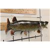 Image 3 : "Real Skin" NORTHERN PIKE Fish Mount