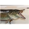 Image 4 : "Real Skin" NORTHERN PIKE Fish Mount