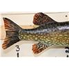 Image 7 : "Real Skin" NORTHERN PIKE Fish Mount