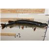 Image 8 : "Real Skin" NORTHERN PIKE Fish Mount