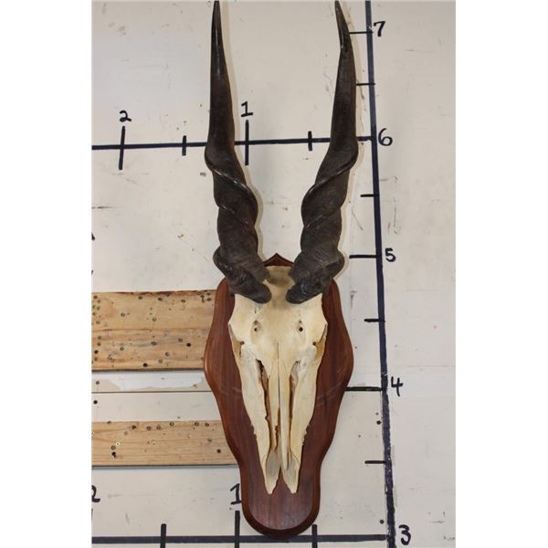 Big ELAND Skull on a Wooden Plaque