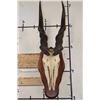 Image 1 : Big ELAND Skull on a Wooden Plaque