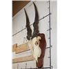 Image 2 : Big ELAND Skull on a Wooden Plaque