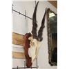 Image 3 : Big ELAND Skull on a Wooden Plaque