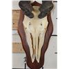 Image 5 : Big ELAND Skull on a Wooden Plaque