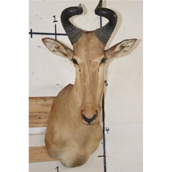 LICHTENSTEIN'S HARTEBEEST Shoulder Mount
