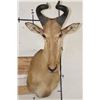 Image 1 : LICHTENSTEIN'S HARTEBEEST Shoulder Mount