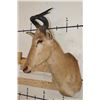 Image 3 : LICHTENSTEIN'S HARTEBEEST Shoulder Mount