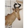Image 4 : LICHTENSTEIN'S HARTEBEEST Shoulder Mount