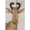 Image 5 : LICHTENSTEIN'S HARTEBEEST Shoulder Mount