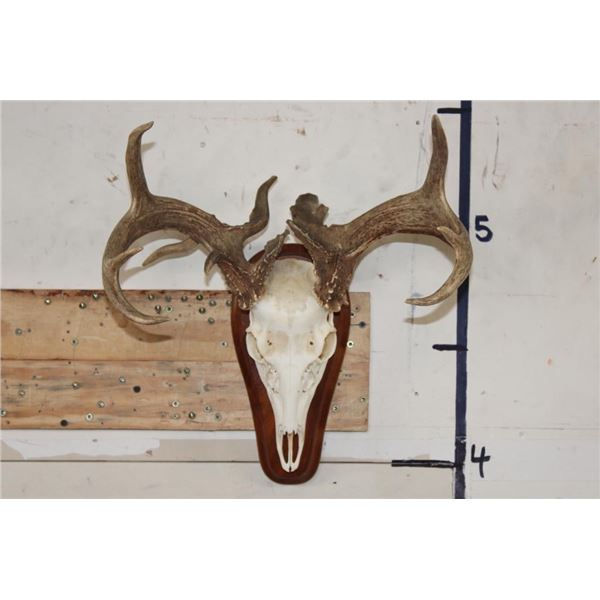 WHITETAIL DEER Skull on a Wood Plaque