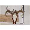 Image 1 : WHITETAIL DEER Skull on a Wood Plaque