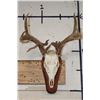 Image 2 : WHITETAIL DEER Skull on a Wood Plaque