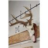 Image 3 : WHITETAIL DEER Skull on a Wood Plaque