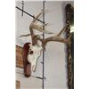 Image 4 : WHITETAIL DEER Skull on a Wood Plaque
