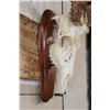 Image 5 : WHITETAIL DEER Skull on a Wood Plaque