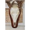 Image 6 : WHITETAIL DEER Skull on a Wood Plaque