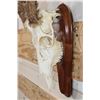 Image 7 : WHITETAIL DEER Skull on a Wood Plaque