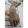 Image 10 : 9-Point WHITETAIL DEER Wall Pedestal