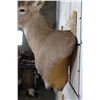 Image 11 : 9-Point WHITETAIL DEER Wall Pedestal