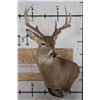 Image 1 : 9-Point WHITETAIL DEER Wall Pedestal