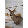 Image 2 : 9-Point WHITETAIL DEER Wall Pedestal