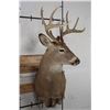 Image 3 : 9-Point WHITETAIL DEER Wall Pedestal
