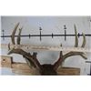 Image 8 : 9-Point WHITETAIL DEER Wall Pedestal