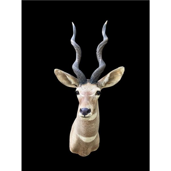 Huge LESSER KUDU Shoulder Mount with Record Book Horns