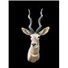 Image 1 : Huge LESSER KUDU Shoulder Mount with Record Book Horns