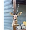 Image 4 : Huge LESSER KUDU Shoulder Mount with Record Book Horns