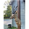 Image 5 : Huge LESSER KUDU Shoulder Mount with Record Book Horns