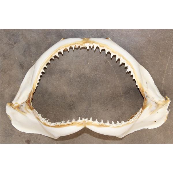 Big SHARK Jaws with Rows of Razor Sharp Teeth