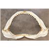 Image 1 : Big SHARK Jaws with Rows of Razor Sharp Teeth