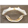 Image 3 : Big SHARK Jaws with Rows of Razor Sharp Teeth