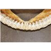 Image 4 : Big SHARK Jaws with Rows of Razor Sharp Teeth