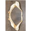 Image 5 : Big SHARK Jaws with Rows of Razor Sharp Teeth