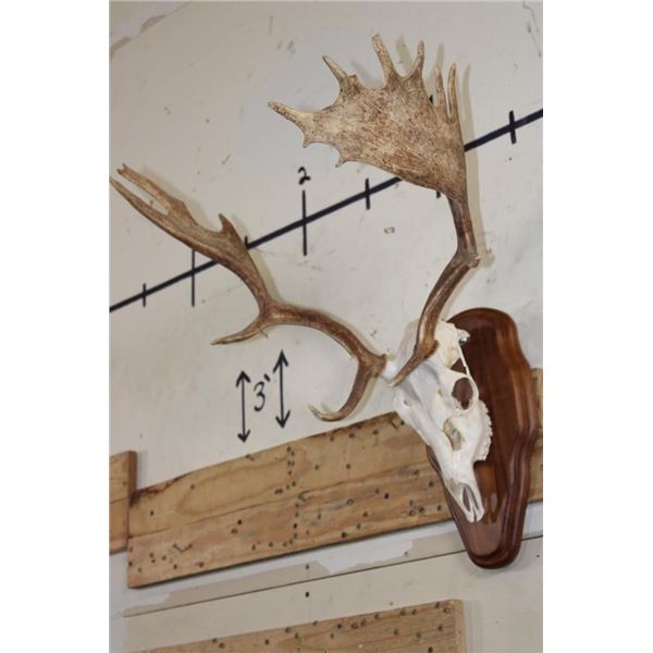FALLOW DEER Skull on a Wooden Plaque