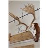 Image 1 : FALLOW DEER Skull on a Wooden Plaque
